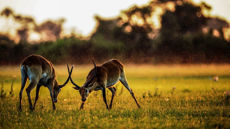Street Food Safaris